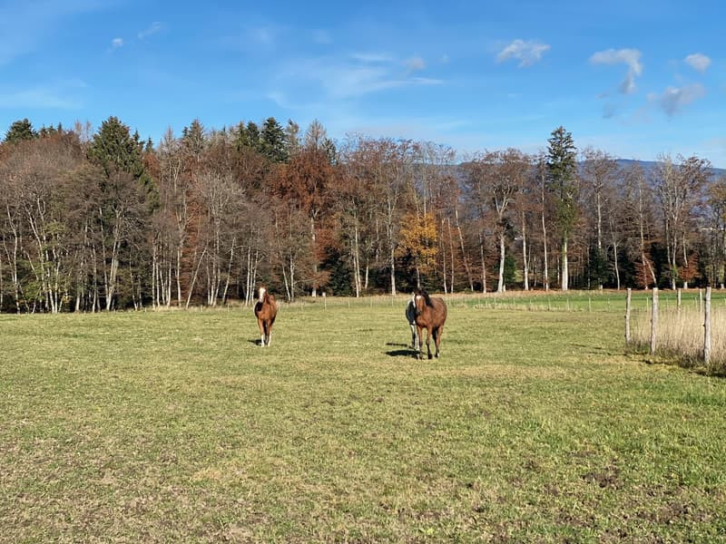 Domaine équestre avec studio à seulement 10 minutes de Rolle (VD-CH)